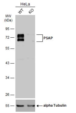 Invitrogen PSAP Polyclonal Antibody 100 &mu;L | Buy Online | Invitrogen&trade; | Fisher Scientific
