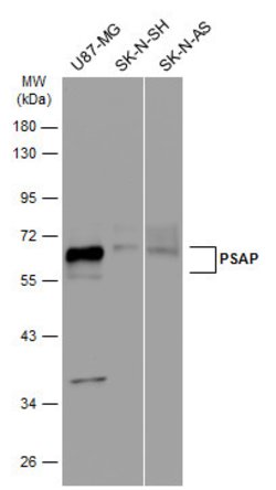 Invitrogen PSAP Polyclonal Antibody 100 &mu;L | Buy Online | Invitrogen&trade; | Fisher Scientific