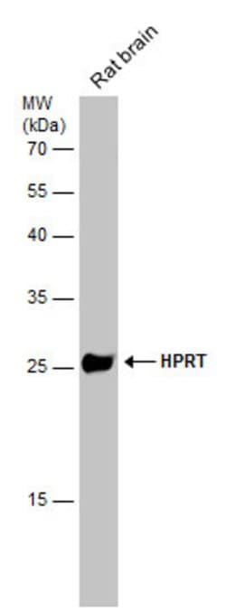 Invitrogen HPRT1 Polyclonal Antibody 100 &mu;L; Unconjugated:Antibodies,