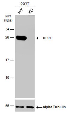 Invitrogen HPRT1 Polyclonal Antibody 100 &mu;L; Unconjugated:Antibodies,