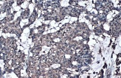 Invitrogen GGT1 Polyclonal Antibody 100 &mu;L; Unconjugated:Antibodies,