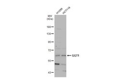 Invitrogen GGT1 Polyclonal Antibody 100 &mu;L; Unconjugated:Antibodies,