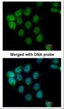 Invitrogen A-Raf Polyclonal Antibody 100 &mu;L; Unconjugated:Antibodies,