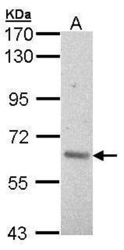 Invitrogen A-Raf Polyclonal Antibody 100 &mu;L; Unconjugated:Antibodies,