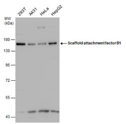Invitrogen SAFB Polyclonal Antibody 100 &mu;L | Buy Online | Invitrogen&trade; | Fisher Scientific