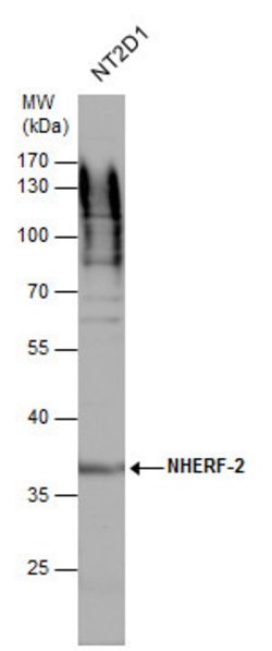 Invitrogen NHERF2 Polyclonal Antibody 100 &mu;L; Unconjugated:Antibodies,