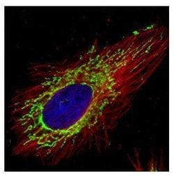 Invitrogen COX4 Polyclonal Antibody 100 &mu;L; Unconjugated:Antibodies,