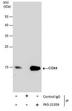 Invitrogen COX4 Polyclonal Antibody 100 &mu;L; Unconjugated:Antibodies,