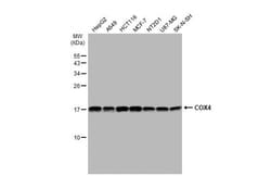 Invitrogen COX4 Polyclonal Antibody 100 &mu;L; Unconjugated:Antibodies,