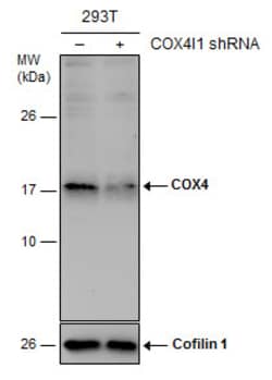Invitrogen COX4 Polyclonal Antibody 100 &mu;L; Unconjugated:Antibodies,