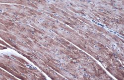 Invitrogen ODC1 Polyclonal Antibody 100 &mu;L | Buy Online | Invitrogen&trade; | Fisher Scientific