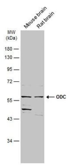 Invitrogen ODC1 Polyclonal Antibody 100 &mu;L | Buy Online | Invitrogen&trade; | Fisher Scientific