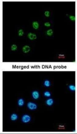Invitrogen PAX8 Polyclonal Antibody 100 &mu;L; Unconjugated:Antibodies,