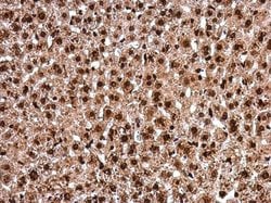 Invitrogen PAX8 Polyclonal Antibody 100 &mu;L; Unconjugated:Antibodies,