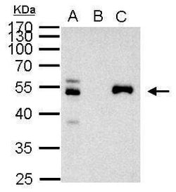 Invitrogen PAX8 Polyclonal Antibody 100 &mu;L; Unconjugated:Antibodies,