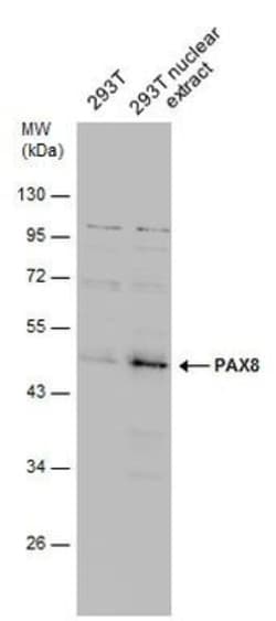 Invitrogen PAX8 Polyclonal Antibody 100 &mu;L; Unconjugated:Antibodies,