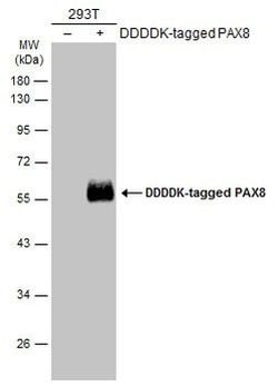 Invitrogen PAX8 Polyclonal Antibody 100 &mu;L; Unconjugated:Antibodies,