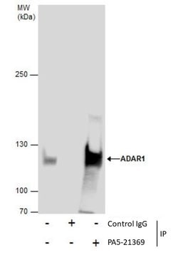 Invitrogen ADAR1 Polyclonal Antibody 100 &mu;L; Unconjugated:Antibodies,
