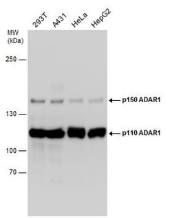 Invitrogen ADAR1 Polyclonal Antibody 100 &mu;L; Unconjugated:Antibodies,