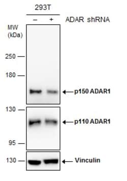 Invitrogen ADAR1 Polyclonal Antibody 100 &mu;L; Unconjugated:Antibodies,