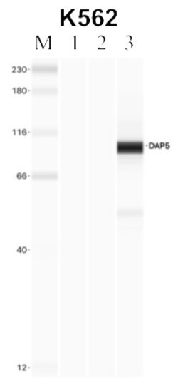 Invitrogen DAP5 Polyclonal Antibody 100 &mu;L | Buy Online | Invitrogen&trade; | Fisher Scientific