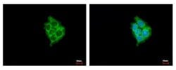 Invitrogen MIA3 Polyclonal Antibody 100 &mu;L; Unconjugated:Antibodies,