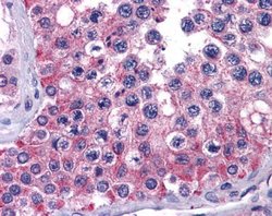 Invitrogen MIA3 Polyclonal Antibody 100 &mu;L; Unconjugated:Antibodies,
