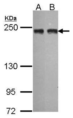 Invitrogen MIA3 Polyclonal Antibody 100 &mu;L; Unconjugated:Antibodies,
