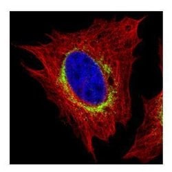 Invitrogen RRBP1 Polyclonal Antibody 100 &mu;L; Unconjugated:Antibodies,