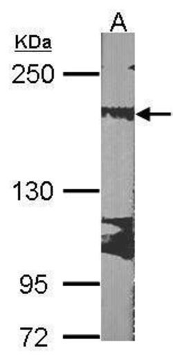 Invitrogen RRBP1 Polyclonal Antibody 100 &mu;L; Unconjugated:Antibodies,