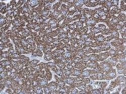 Invitrogen UQCRC1 Polyclonal Antibody 100 μL; Unconjugated:Antibodies,