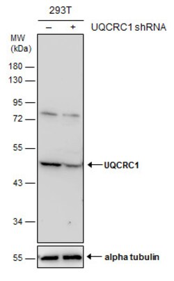 Invitrogen UQCRC1 Polyclonal Antibody 100 μL; Unconjugated:Antibodies,