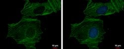 Invitrogen alpha-Cardiac Actin Polyclonal Antibody 100 &mu;L; Unconjugated:Antibodies,
