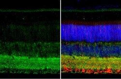 Invitrogen GAD67 Polyclonal Antibody 100 &mu;L; Unconjugated:Antibodies,
