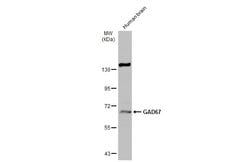 Invitrogen GAD67 Polyclonal Antibody 100 &mu;L; Unconjugated:Antibodies,