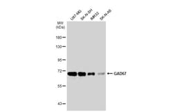 Invitrogen GAD67 Polyclonal Antibody 100 &mu;L; Unconjugated:Antibodies,