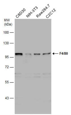 EMR1 Polyclonal Antibody, Invitrogen 100 &mu;L | Buy Online | Invitrogen | Fisher Scientific