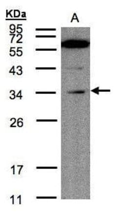 Invitrogen MLEC Polyclonal Antibody 100 &mu;L; Unconjugated:Antibodies,
