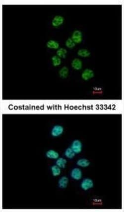 Invitrogen PUF60 Polyclonal Antibody 100 &mu;L; Unconjugated:Antibodies,
