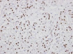 Invitrogen PUF60 Polyclonal Antibody 100 &mu;L; Unconjugated:Antibodies,