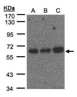 Invitrogen PUF60 Polyclonal Antibody 100 &mu;L; Unconjugated:Antibodies,