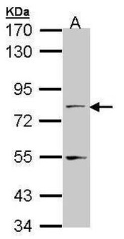 Invitrogen TAP Polyclonal Antibody 100 μL; Unconjugated:Antibodies,