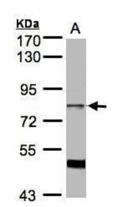 Invitrogen AKAP17A Polyclonal Antibody 100 &mu;L; Unconjugated:Antibodies,
