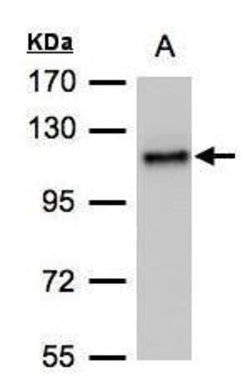 Invitrogen ADAMTSL2 Polyclonal Antibody 100 &mu;L; Unconjugated:Antibodies,