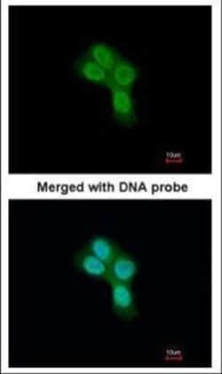 Invitrogen REA Polyclonal Antibody 100 &mu;L; Unconjugated:Antikroppar