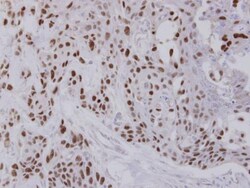 Invitrogen NULP1 Polyclonal Antibody 100 &mu;L; Unconjugated:Antibodies,