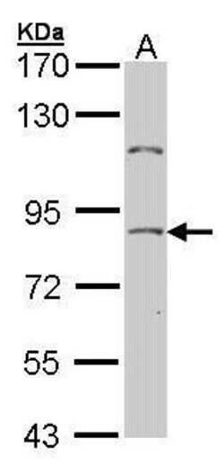 Invitrogen NULP1 Polyclonal Antibody 100 &mu;L; Unconjugated:Antibodies,