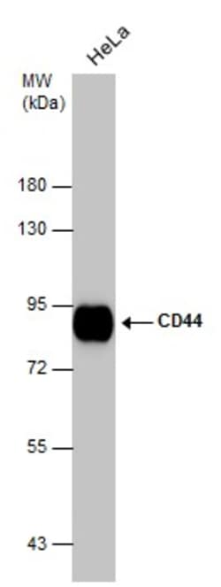Invitrogen CD44 Polyclonal Antibody 100 &mu;L | Buy Online | Invitrogen&trade; | Fisher Scientific