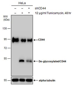 Invitrogen CD44 Polyclonal Antibody 100 &mu;L | Buy Online | Invitrogen&trade; | Fisher Scientific