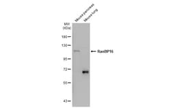Invitrogen RanBP16 Polyclonal Antibody 100 &mu;L; Unconjugated:Antibodies,
